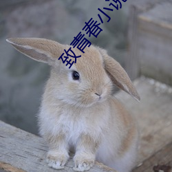 致青春小说