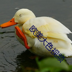 歐美大色視頻