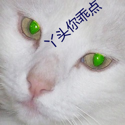 丫头你乖点