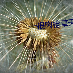 一根肉槍草天下