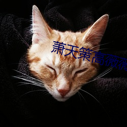 蕭天策高薇薇