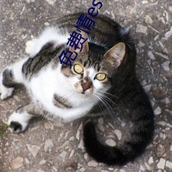 免(min)费情es书网站(zhàn)