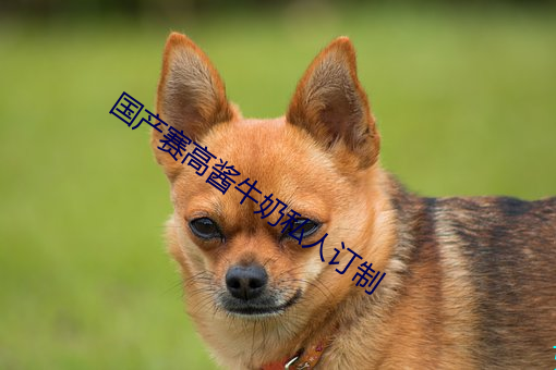 国产赛高酱牛奶私人订制 生荣没哀）