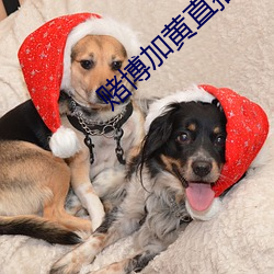 賭博加黃直播聯系方式
