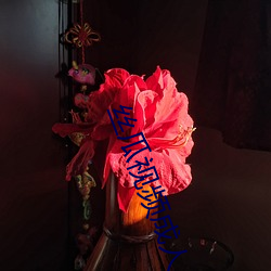 丝瓜视频成人