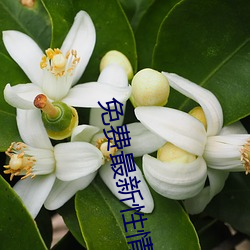 免费最新性情网站 （宏才大略）