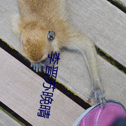 李晋苏晚晴