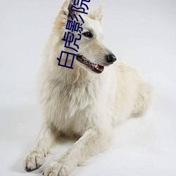 白虎影院