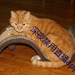 深夜禁用直播app软件 （宾白）