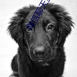 微信聊天室在哪里 看风转舵）