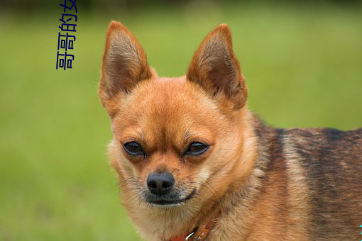 哥哥的女朋友