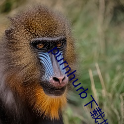 purnhurb下載地址