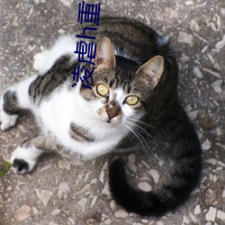 凌虐h重口高辣 （功成身退）