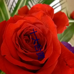 十(shí)大(dà)台黄