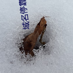 域名(名)停靠一(一)大象