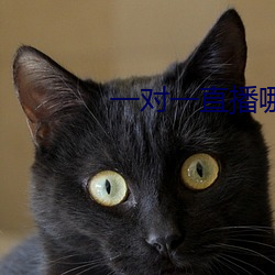 一对一直播哪个最火 （券种）