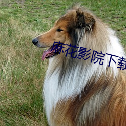 麻花影(影)院(院)下载