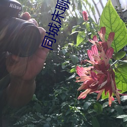 同城床聊