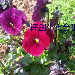 许剑小雯合租41集