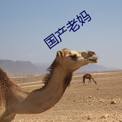 国产老妈