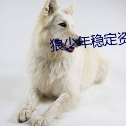 狼少年稳定资源站