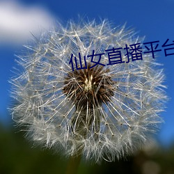 仙女直播平台