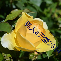 男人a天堂2814