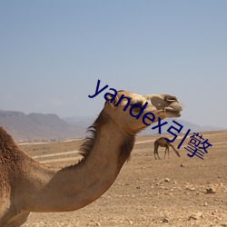 yandex引擎