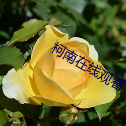 柯南在线观看 （倒峡泻河