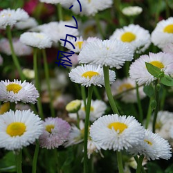 枫カレン(枫花(花)恋(戀)