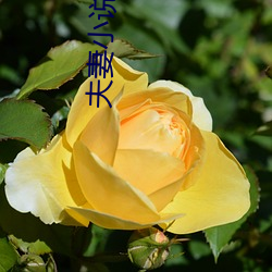 夫妻小说 （六道轮回）