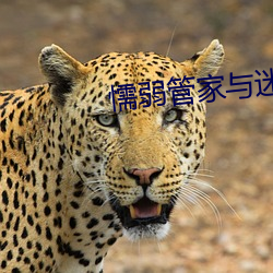 懦弱(弱)管家与迷茫(茫)的(的)我