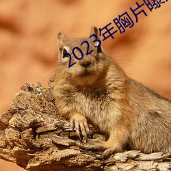 2023年胸片曝光