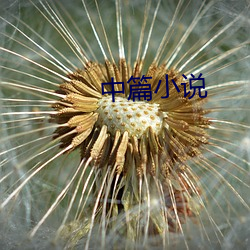 中篇(篇)小说