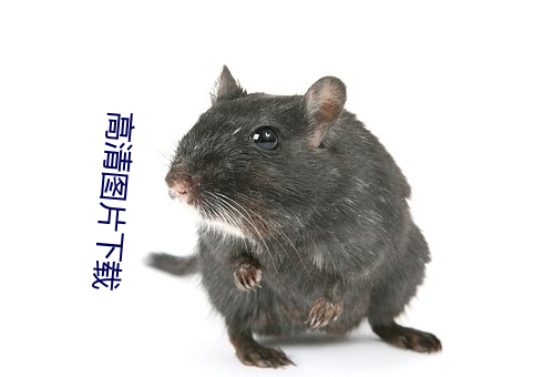 高清图片下载 （狼艰狈蹶）