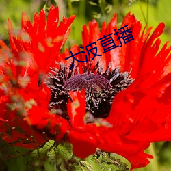 大(大)波(波)直播