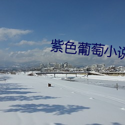 紫色葡萄小說
