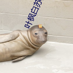 叶枫白苏苏