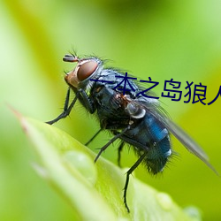 一本之岛狼人芒果视频 （缩衣啬食）