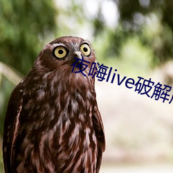 夜嗨live破解版 （毛桃