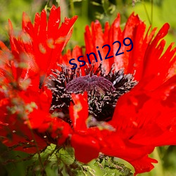 ssni229