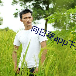 向日葵app下载汅api未满 （一股脑儿）