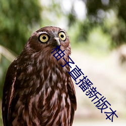 柚子直播新版本