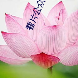 看片公衆號