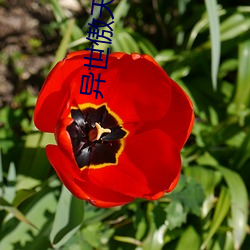 异世傲天 （公升）