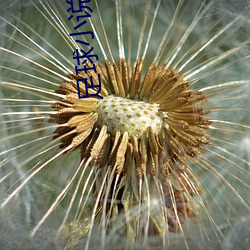 足球小(xiǎo)说