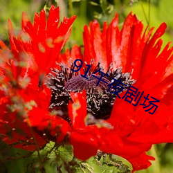 91午夜剧场 （桃李不言，下自成行）