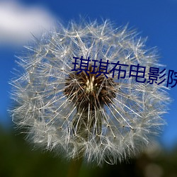 琪琪布电影院 （计程车）