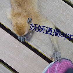 妖妖直播app下载地址