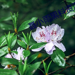 聂小(小)雨黑料资源入(入)口(口)网站